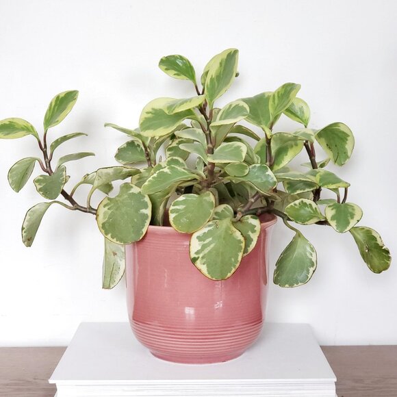 Scheurich 6 Inch Tall Pink Ceramic Planter, MCM Home Décor - Picture 1 of 6